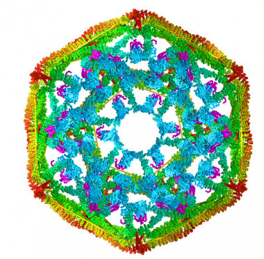 <p>Corte transversal de una cesta de clatrina (interior en azul, exterior en amarillo y naranja), el modelo que han usado los investigadores para estudiar cómo actúan en ella las chaperonas Hsp70. / Jose María Valpuesta, Nature Structural and Molecular Biology</p>