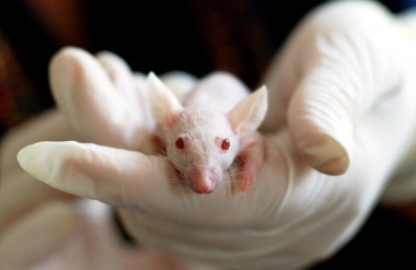 <p>En este estudio se ha utilizado una nueva generación de ratones genéticamente modificados. / Pixabay</p>