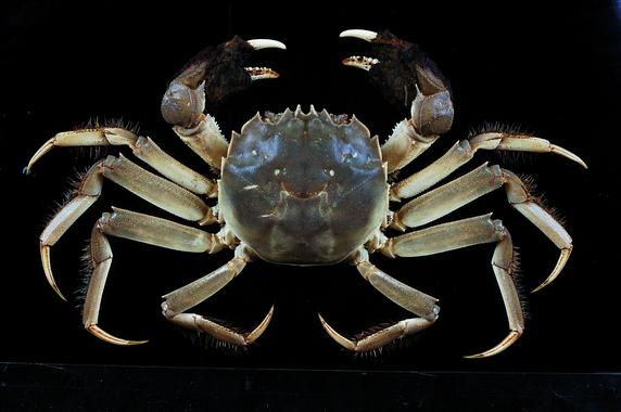 <p>El cangrejo chino <em>(Eriocheir sinensis) </em>ha invadido los ríos de Europa y de EE UU desde Asia<em>. </em>Imagen: UV.</p>
