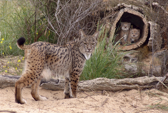 <p>Lince ibérico (<em>Lynx pardinus</em>) / JM Pérez de Ayala</p>