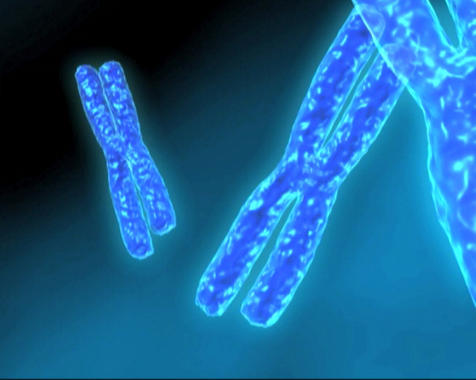 <p>Los expertos han secuenciado los 3.000 millones de nucleótidos del genoma de cuatro pacientes. Imagen: CLL / Universidad de Oviedo.</p>