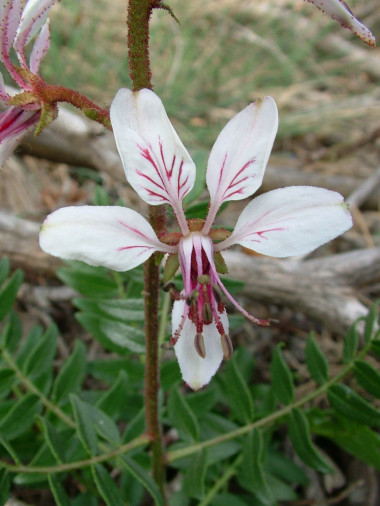 <p><em>Dictamnus hispanicus</em>. / Vanessa Martínez Francés (CIBIO).</p>