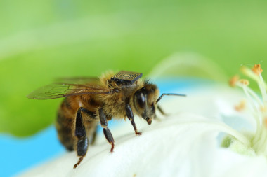 <p>Las poblaciones de abejas en todo el mundo están disminuyendo debido al ácaro <em>Varroa</em> y al problema del colapso de las colonias. / CSIRO.</p>