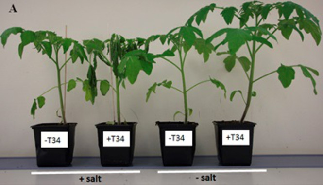 <p>Plantas de tomate con diferentes variantes de ensayo / CIALE</p>