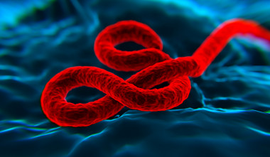 <p>Virus del ébola. / Fotolia </p>