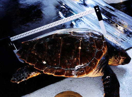 <p>Tortuga boba (<em>Caretta caretta</em>). Foto: Salvador García / IEO.</p>