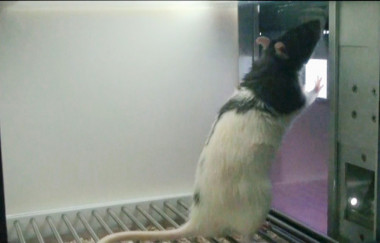 <p>Una rata toca un estímulo táctil que aparece en una pantalla de iPad. El estímulo ha sido generado con un patrón cerebral cognitivo de la rata. / <a href="http://divisiondeneurociencias.es/" target="_blank">División de Neurociencias</a> (UPO) y <a href="http://www.neuro-com.es/" target="_blank">Neuro-Com</a> (UAB).</p>