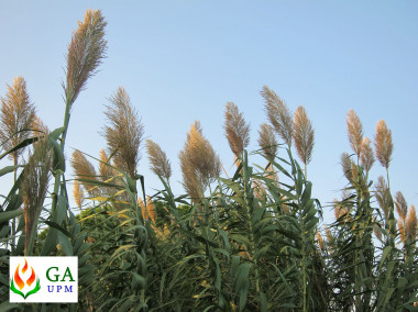 <p>Cultivo de caña de azúcar una planta que resiste bien los suelos salinos. Autor: GA-UPM.</p>