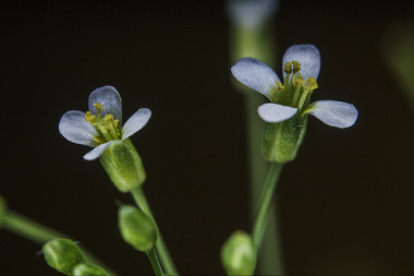 <p>Flores de <em>Arabidopsis thaliana</em>, la planta herbácea analizada en el estudio. / <a href="https://www.flickr.com/photos/inra_dist/22574942336/in/photolist-AoStRJ-o1oLaX-nwjivZ-nv4BFQ-nw9AiM-ng4E6U-9XjcU2-ng4nwv-9XjdYn-nMyfRB-nfP3fq-nvzcwz-nqiYTx-nf5EQ2-nwA1tK-ng4DMC-nMu4PU-ne69Fb-nfNXHX-nv4uCy-neuCDZ-nuXxa8-nGNVQY-ApYwoA-nrD6ae-nwzWQH-9Xjakn-nwxLde-nxBvR3-AraMS6-neWEo8-nGJ83Z-bZ5CHq-nGJmKt-noqjUW-nwFxuG-nwjn76-nwsCBw-neWK8g-nf8H2o-nuzvzA-AoSgrJ-nMgdB6-AraCoM-nxSH4U-AraBb6-nvJxDY-nv4hmZ-Asa6xD-AoSiCC" target="_blank">INRA DIST-Jean Weber</a></p>