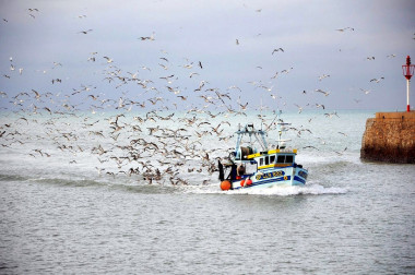 <p>En el Mediterráneo todavía no se aplica ninguna medida para mitigar el impacto de la actividad pesquera en las aves marinas. / Pixabay</p>