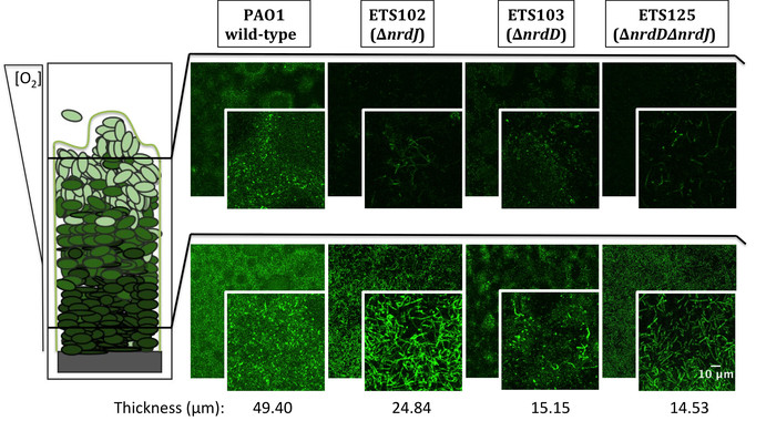 <p>Observaciones por microscopía confocal de biofilms estructurados de<em> P. aeruginosa</em> PAO1 de tipo salvaje, y las cepas mutadas para cada una de las distintas clases de RNR (ETS102, ETS103 y ETS125). / IBEC.</p>