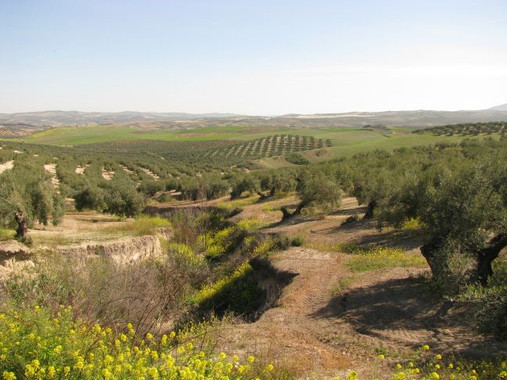 <p>Zona afectada por cárcavas. / UCO</p>