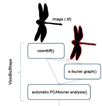 <p>VisioBioShapeR es un programa de procesamiento de imágenes aplicable a todos los campos de estudio que exigen la caracterización de los contornos en las imágenes. / UB</p>