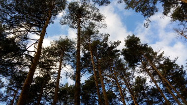 <p>Pinar de Valsaín, en la Sierra de Guadarrama. / Ezquerro, M.</p>