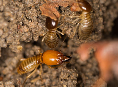 <p>La especie de termita <em>Macrotermes bellicosus</em>. / <a href="https://commons.wikimedia.org/wiki/File:Macrotermes_bellicosus_minor_soldier.jpg" target="_blank">ETF89</a></p>