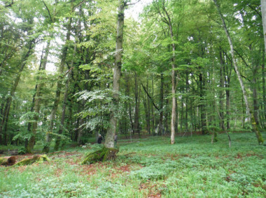 <p>Fotografía de un bosque centroeuropeo realizada durante la investigación. / Maria Felipe Lucia</p>