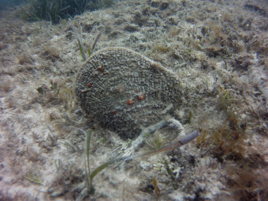<p>Un ejemplar de nacra en aguas de las Illes Balears. / IMEDEA (CSIC-UIB)</p>