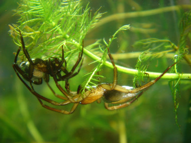 <p>La araña de agua <em>Argyroneta aquatica. </em>Imagen: Paar / Wikipedia.</p>