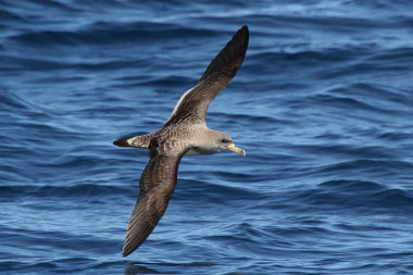 <p>Pardela cenicienta (<em>Calonectris diomedea</em>) volando. / Beneharo Rodríguez</p>