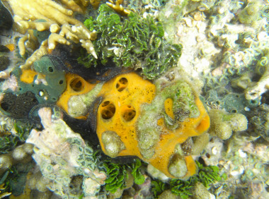<p>La esponja marina <em>Mycale laevis</em> abunda en arrecifes coralinos de mares tropicales y produce un vitelo heterogéneo con una mezcla de lípidos, proteínas e incluso glucógeno. / Ana Riesgo (UB-IRBio)</p>