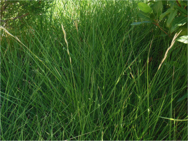 <p>Detalle de una de las especies perennes de Brachypodium que está siendo investigada en el proyecto. / Pilar Catalán</p>