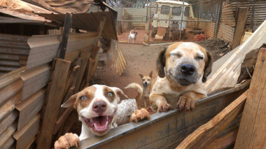 <p>El tumor venéreo transmisible canino, conocido por las siglas CTVT en inglés, es una enfermedad común en los perros de todo el mundo. / Jan Allen | AMRRIC</p>
