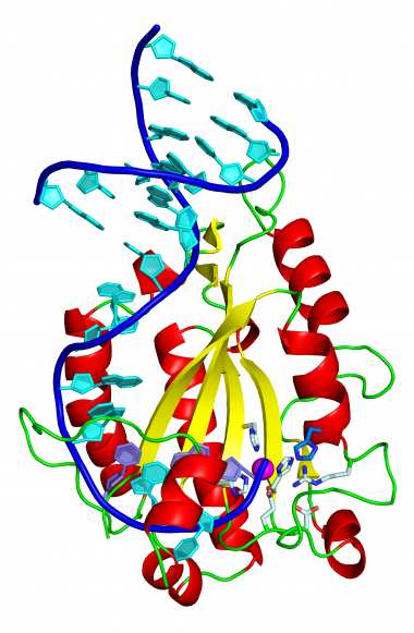 <p>Estructura tridimensional de la proteína relaxasa unida a un fragmento de ADN. La histina, esencial para cortar y transferir el ADN, se muestra en azul (abajo a la derecha). / Radoslaw Pluta, IRB Barcelona</p>