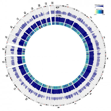 <p>Representación gráfica de los dos epigenomas identificados (círculo azul oscuro correspondiente a la persona sana y círculo azul claro a la paciente). Imagen: IDIBELL.</p>