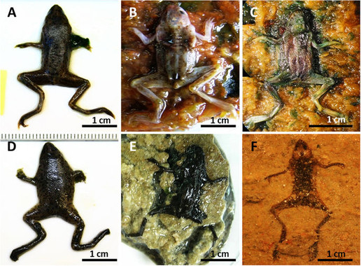 <p class=" text-left">Diferentes tejidos de rana preservados en el interior del sarcófago / UAM</p>