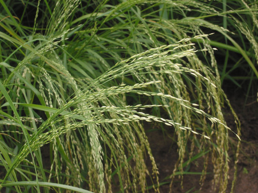 <p>Tef, cereal sin gluten originario de Etiopía. / Rasbak.</p>