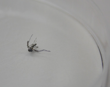 <p>Ejemplar de mosquito tigre capturado por los investigadores de la UIB. Imagen: UIB</p>