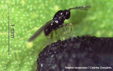 <p class=" text-left">Imagen de <em>Anaphes inexpectatus</em>, la avispa que puede terminar con el gorgojo que ataca a los eucaliptos de la península ibérica, <em>Gonipterus platensis. / </em>Catarina Gonçalves, RAIZ - Instituto de Investigação da Floresta e Papel (Portugal)</p>
