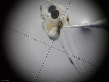 
<!-- START: including template: extension/sinc/design/ezwebin/templates/content/datatype/view/ezxmltags/paragraph.tpl (design:content/datatype/view/ezxmltags/paragraph.tpl) -->
<p>Imagen de microscopía en la que se realiza una microinyección a un ejemplar de 