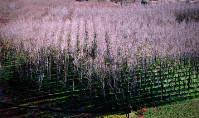 <p>Plantación de chopos. / <a href="https://www.flickr.com/photos/fturmog/2504929821/in/photolist-bo3trt-4Pmqnc-8L5tbN-c26BD-4tZfak-4ofFVh-8KSGM6-2MHgFz-9xhnz6-7Lpaoz-c71n2G-8H1cEM-9mgFtN-8KW241-4ip2UD-6W8Ady-5EvxTE-9zgfkj-fpMnZx-75aS1J-ncBqbb-nu8ZjU-nu8Yfj-8KVKPw-biAsoB-e5Zch-9xLMCL-8KVJKQ-8KVG1A-4yVEhN-4VoRX2-fV8v5-3wCJnT-GDvTC-eyKJJe-rmrb7-q2QZ-a5CiiY-2X2SJg-7xMBbr-rmrcY-4syHz1-e5Z9E-eyKLZk-GDtJh-GDvTb-GDvTq-83WT73-4uncS3-rmr8w/" target="_blank">Antonio Gil</a></p>