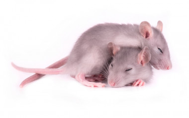 <p>Solo los ratones que recibieron la estimulación ligada a la activación de las células de lugar pasaron más tiempo en la localización codificada por esas células. / Fotolia</p>