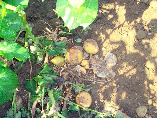 <p>Se calcula en más de 1.000 millones de euros las pérdidas que produce el hongo <em>Phytophthora infestans</em> solo en Europa. / Neiker-Tecnalia.</p>