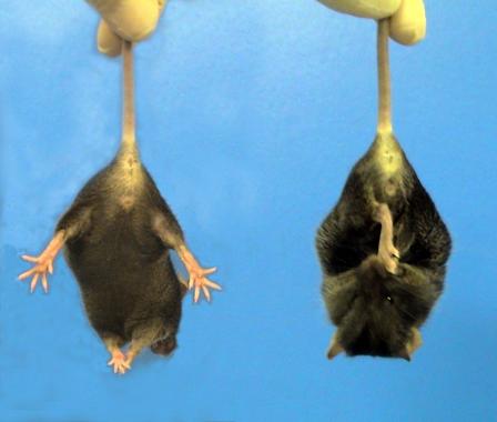 <p>Un ratón sano (izquierda) extiende y mueve sus extremidades para intentar liberarse cuando es alzado por la cola. Por el contrario, uno transgénico, que expresa la huntingtina mutante humana, se pliega en una postura característica signo de degeneración neurológica. Imagen: Carmen Agustín Pavón.</p>