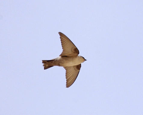 <p>Avión roquero (<em>Ptyonoprogne rupestris</em>). / <a href="http://www.flickr.com/photos/lipkee/" target="_blank">Lip Kee</a>.</p>