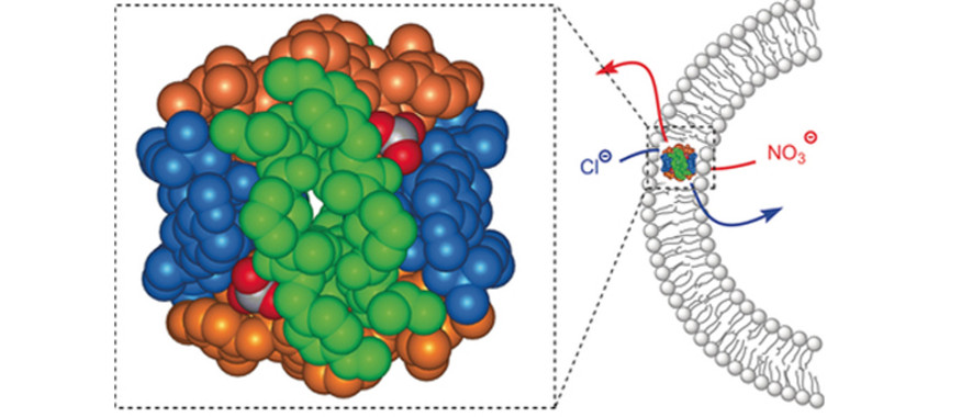 <p>Un octapéptido cíclico puede plegarse formando una nanoesfera que permite el reconocimiento selectivo de aniones (como el cloruro Cl<sup>-</sup> y el nitrato NO<sub>3</sub><sup>-</sup>) y su paso por la membrana celular. / CiQUS</p>