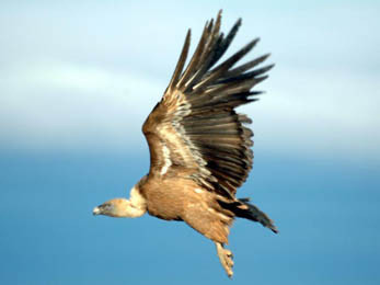 <p> Buitre leonado (<em>Gyps fulvus</em>). Foto: Omar Serralvo.</p>