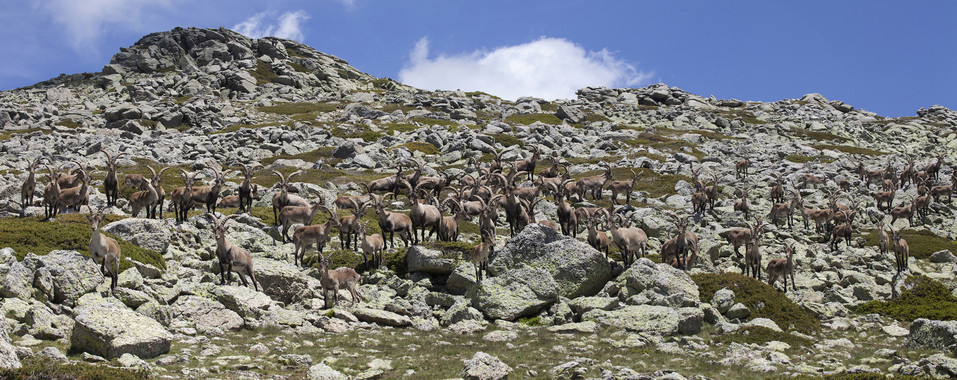 <p>Rebaño de cabras monteses (machos) en el Parque Nacional de la Sierra de Guadarrama, Madrid. / Alfonso San Miguel.</p>