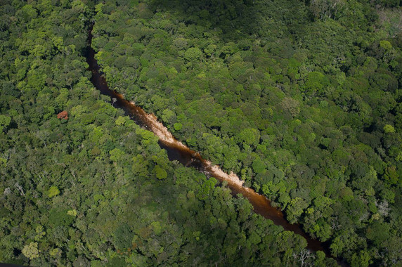 <p>Las hierbas, arbustos y epífitas (plantas como las orquídeas que viven sobre otras plantas) son igualmente diversas en el Amazonas. / RJB-CSIC</p>