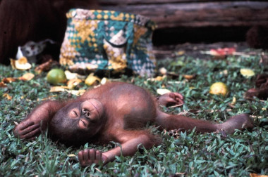 <p>Ejemplar joven de orangután de Borneo (<em>Pongo pygmaeus</em>) clasificado en la categoría ‘en peligro crítico’ / <a href="https://es.wikipedia.org/wiki/Pongo_pygmaeus" target="_blank">Wikipedia</a></p>