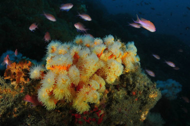 <p>Coral candelabro. Granada © OCEANA / C. Minguell</p>