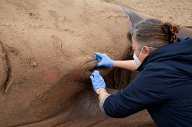 <p>La investigadora de la UPV/EHU, Elena Vecino, extrajo el ojo de la ballena en la playa de Sopela (Bizkaia), antes de ser retirada del arenal. / Xabier Bañuelos. Ambar Elkartea</p>