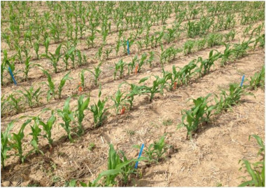 <p>Líneas de maíz y restos vegetales en superficie de los cultivos cubierta sembrados durante el periodo otoño-invierno en la finca La Chimenea (Aranjuez, Madrid). / UPM</p>