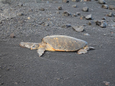 <p>La tortuga verde está incluida en la lista roja de especies amenazadas según la Unión Internacional para la Conservación de la Naturaleza / Lluís Cardona, UB-IRBio</p>