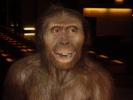 <p>Reproducción de un <em>Australopithecus Afarensis</em> en Cosmocaixa de Barcelona. Imagen: Cosmocaixa</p>