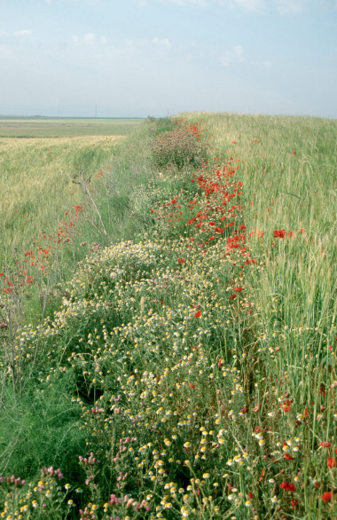 <p>Linde entre campos de cultivo de cereal / Mario Díaz </p>