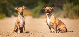 dos perros mirando la cámara